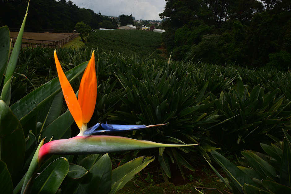 Las aves del para&iacute;so guatemaltecas son muy populares en Estados Unidos y Canad&aacute;. (Foto: Jes&uacute;s Alfonso/Soy502)
