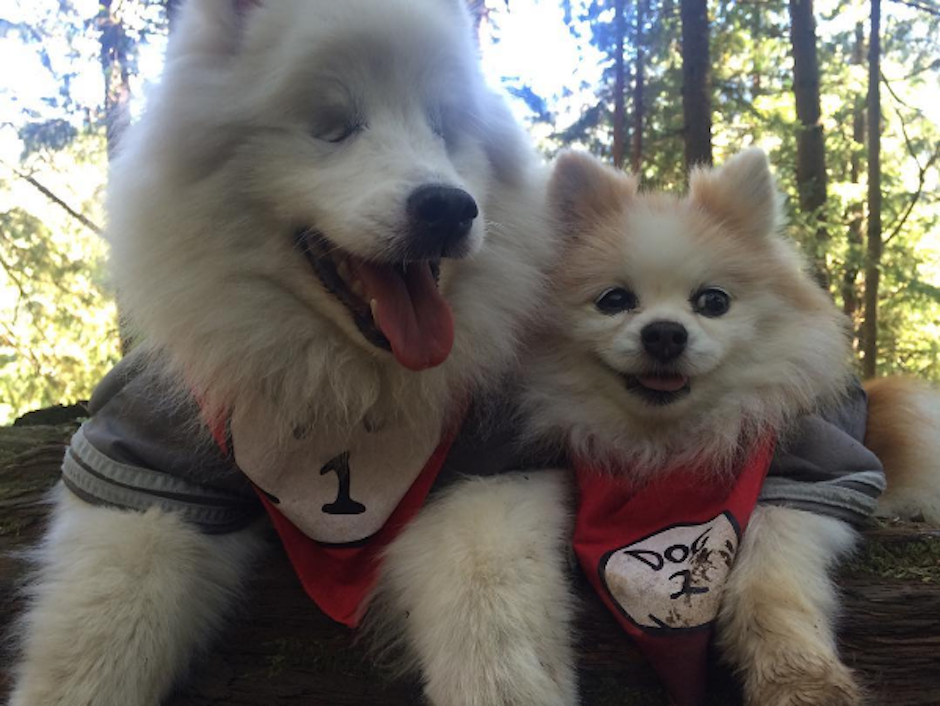Hoshi es un perro esquimal americano y Zen, uno de raza pomeriana. (Foto: Instagram/the.fluffy.duo)