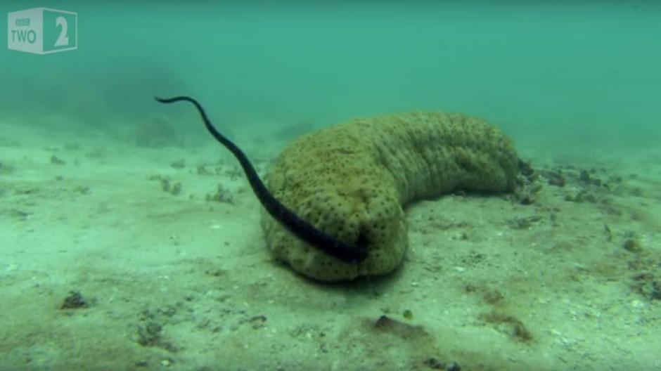 Un pez perlero y un pepino de mar tienen una peculiar relaci&oacute;n. (Foto: Captura de Pantalla/BBC Earth)
