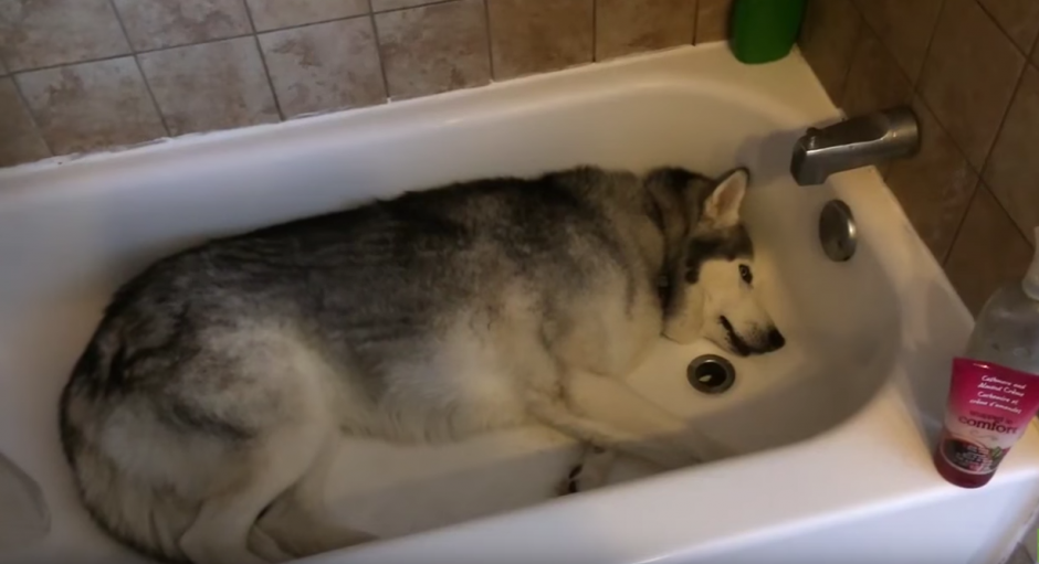 Monk se rehusa a salir de la ba&ntilde;era. (Captura de pantalla: Rumble Viral/YouTube)