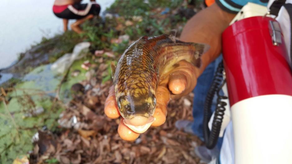  El ministerio de Relaciones Exteriores (Minex) ha solicitado a las autoridades salvadore&ntilde;as una versi&oacute;n oficial de la contaminaci&oacute;n del r&iacute;o (Fotos: Cortes&iacute;a El Diario de Hoy)