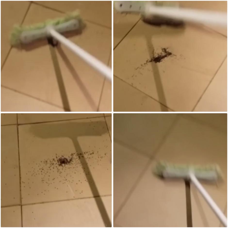 La mujer pensaba sacar al ar&aacute;cnido de su hogar, pero result&oacute; que estaba acompa&ntilde;ado de cientos de sus peque&ntilde;as cr&iacute;as.&nbsp;