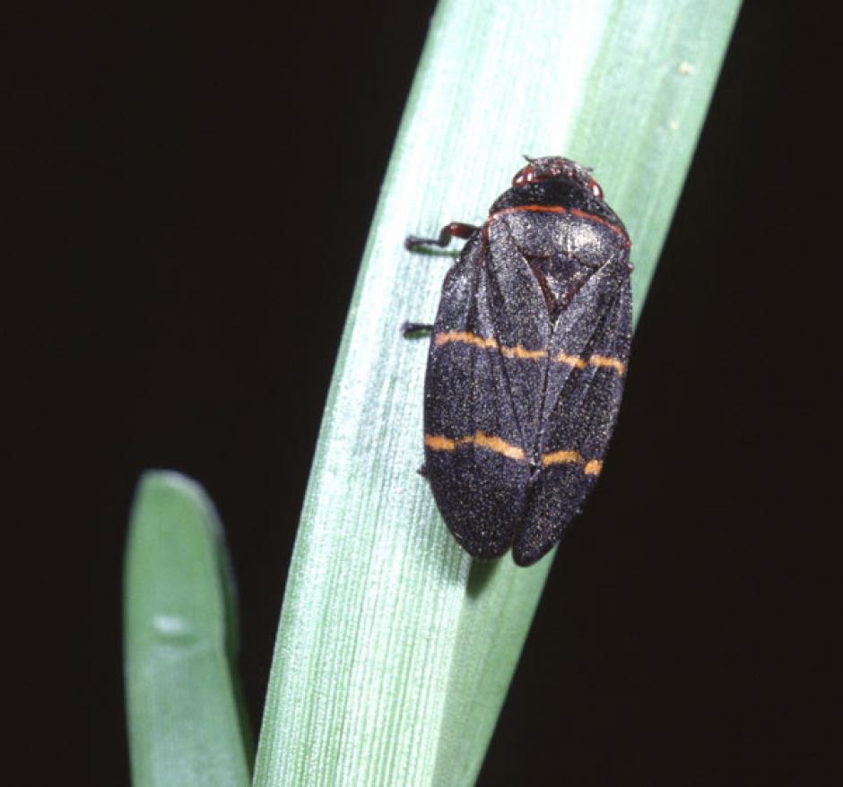 El ministerio de Agricultura declar&oacute; estado de emergencia por la proliferaci&oacute;n de la plaga chinche salivosa que afecta las plantaciones de maiz y pasto. (Foto: Global Cesped)&nbsp;