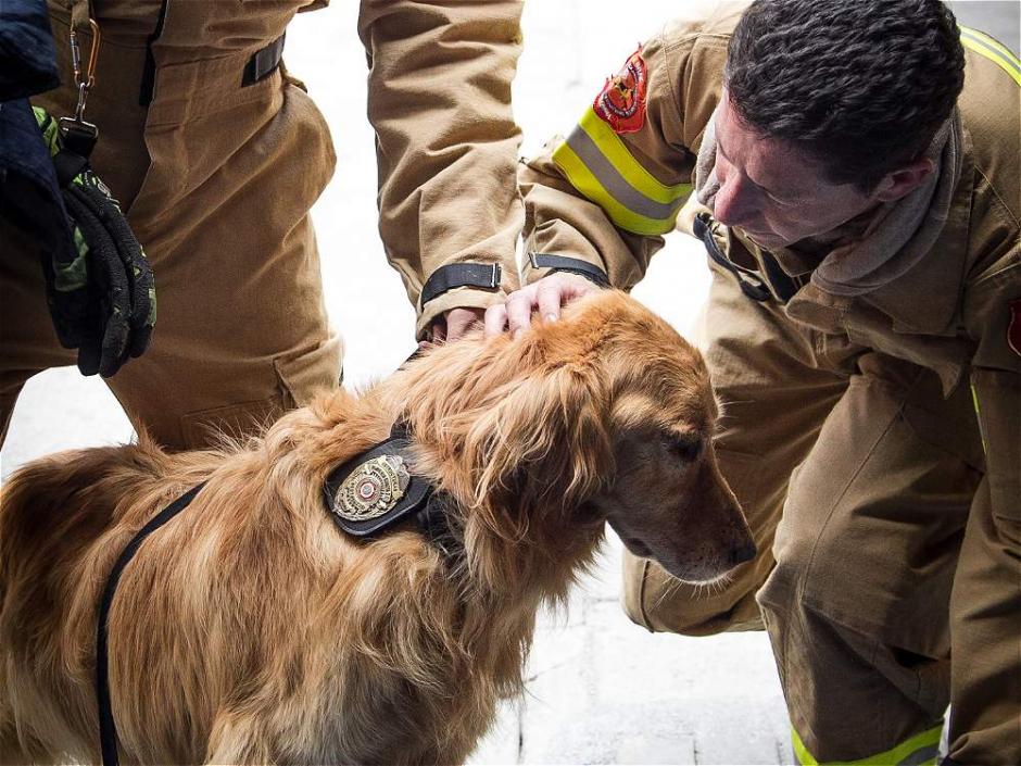 Jacobo, el perro bombero de Bogotá, Colombia, fue despedido con honores por sus amigos. (Foto: Ana María García/El Tiempo)