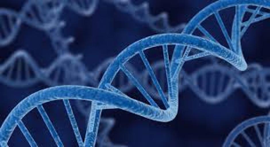 Los investigadores creen que desentra&ntilde;ar su funcionamiento ayudar&aacute; a entender el proceso de envejecimiento y tambi&eacute;n a desarrollar f&aacute;rmacos para controlarlo.