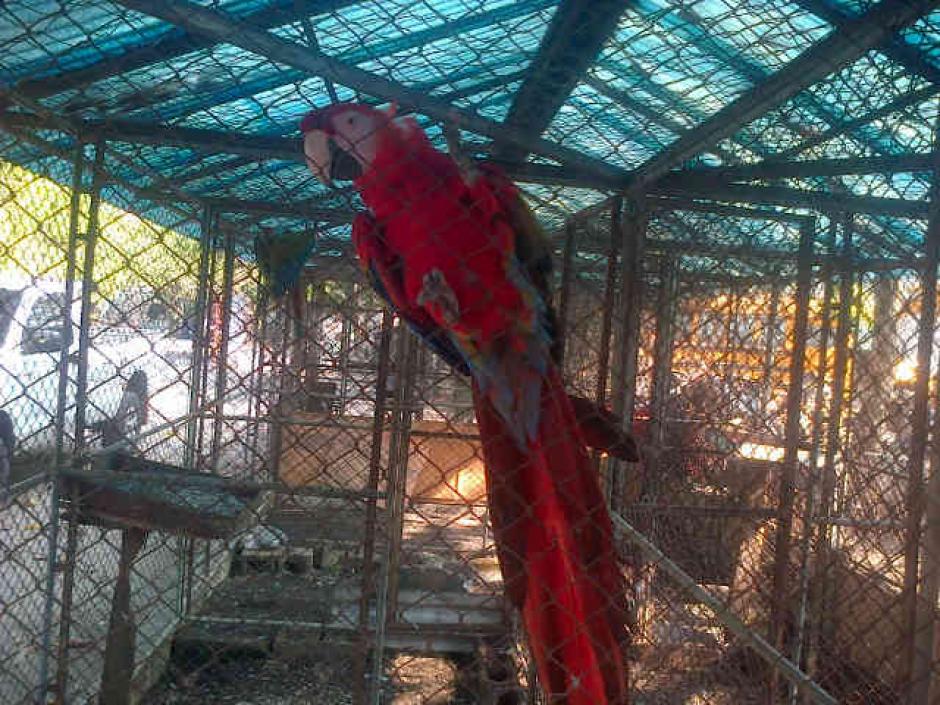 Esta guacamaya roja en peligro de extinción &nbsp;fue rescatada durante los allanamientos. (Foto:MP)
