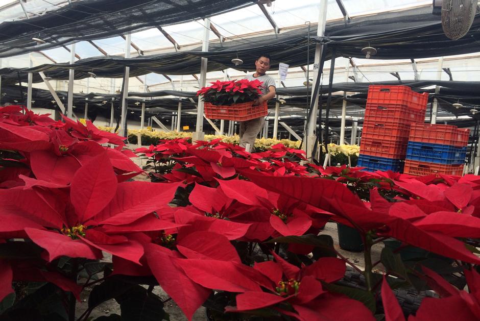 Las flores de pascua son el producto en maceta que m&aacute;s se vende en Guatemala en una ventana de tiempo de 6 semanas. (Foto: Luis Barrios/Soy502)