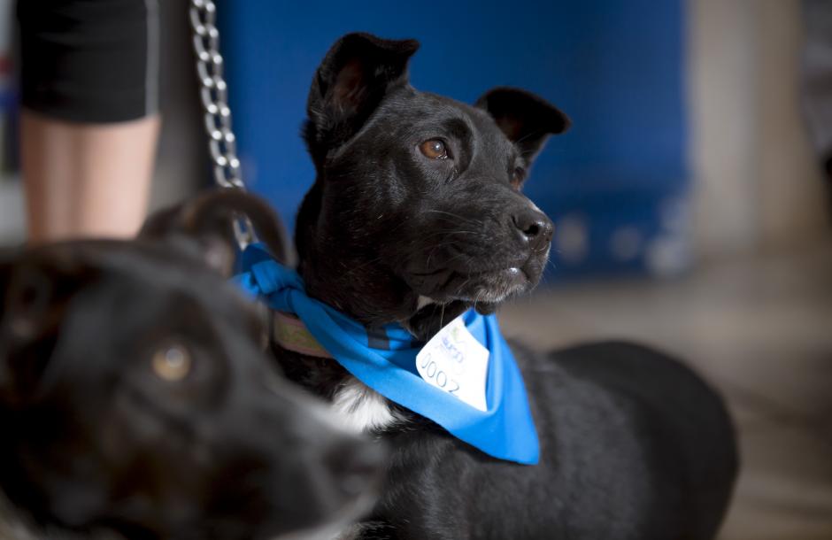 Grand Sabueso Running es la oportunidad perfecta para correr con tu pareja favorita. (Foto:George Rojas/Soy502)