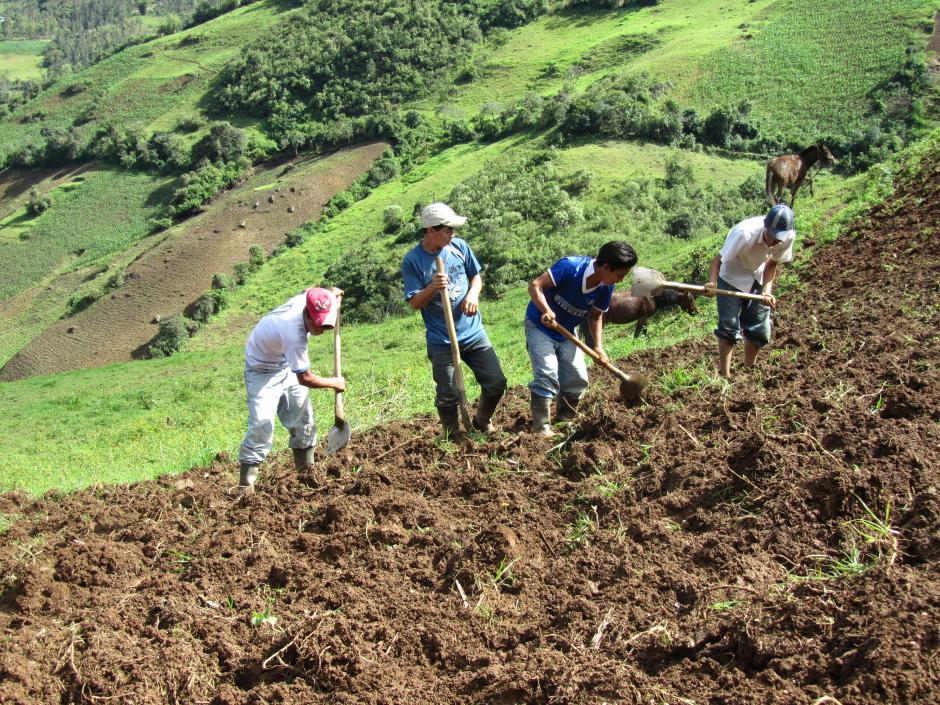 La fuerza laboral entre los j&oacute;venes de 15 a 24 a&ntilde;os se concentra en actividades agr&iacute;colas y de ganader&iacute;a en Guatemala.&nbsp;