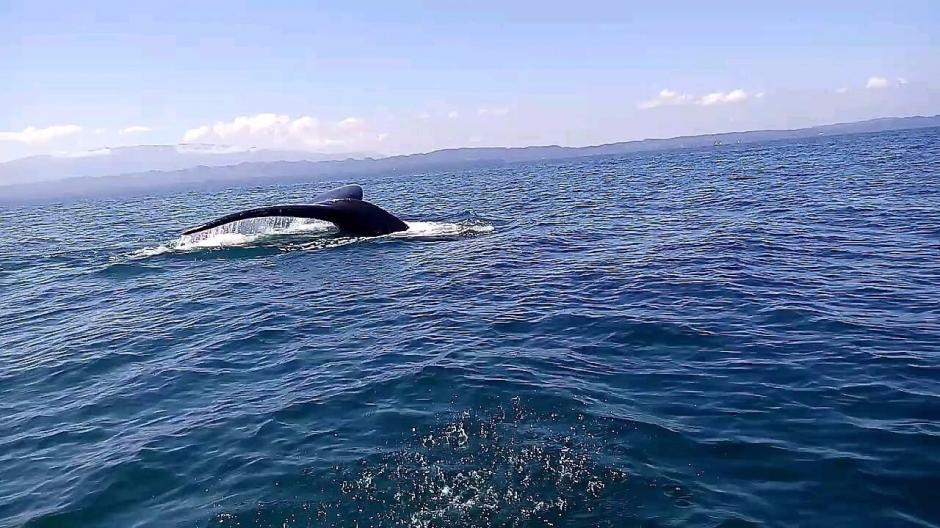 Una ballena se encuentra varada en la bah&iacute;a de Amatique en Izabal. (Foto: Daniel Bro)