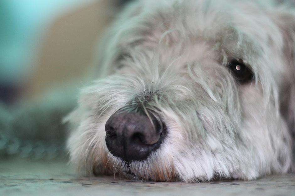 "Puppy" apenas acaba de ser rescatado en la calzada Aguilar Batres y pronto ser&aacute; castrado para ser puesto en adopci&oacute;n. (Foto: Jos&eacute; D&aacute;vila/Soy502)