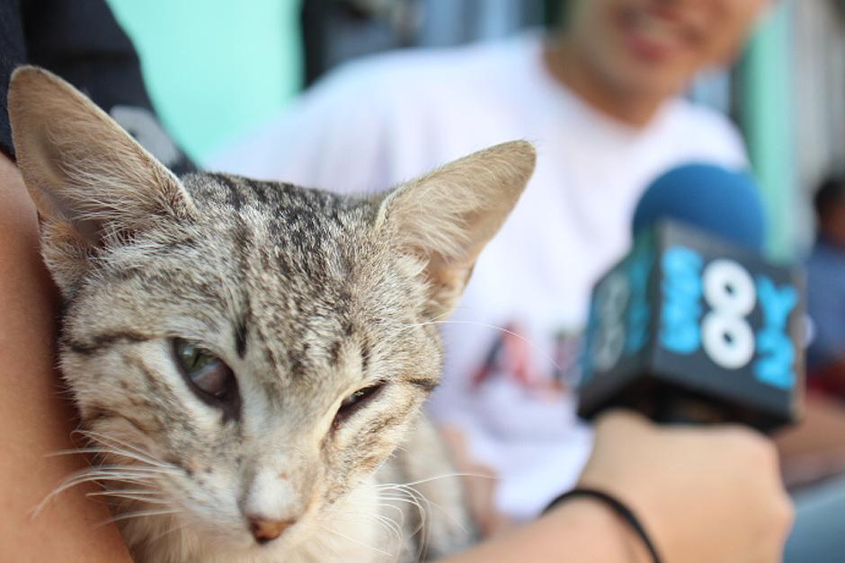 "Maximus", como fue nombrado por sus rescatistas, est&aacute; en pleno proceso de recuperaci&oacute;n. (Foto: Jos&eacute; D&aacute;vila/Soy502)