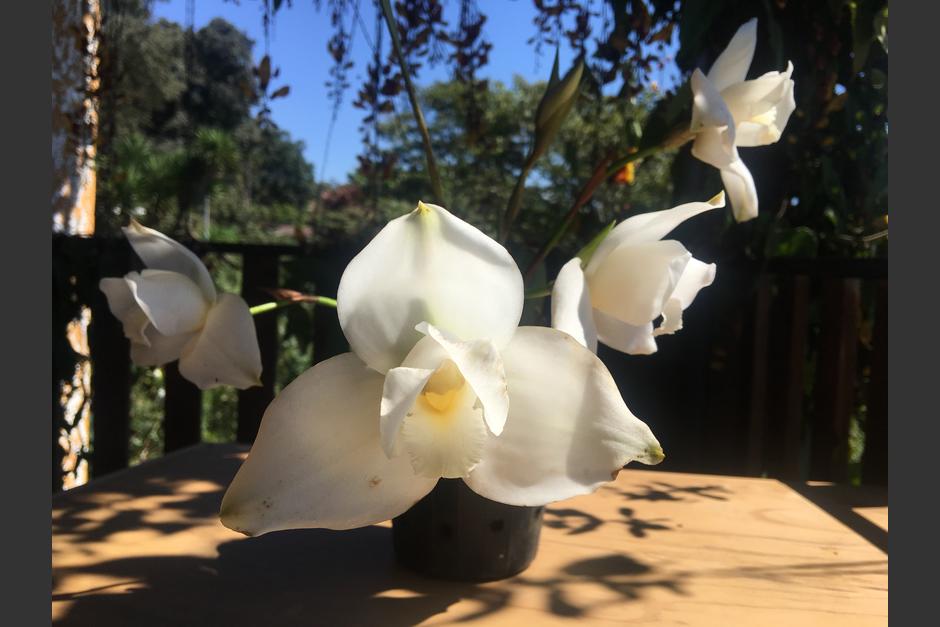 Pocas especies del s&iacute;mbolo nacional se encuentran en su estado natural. (Foto: Fonacon)