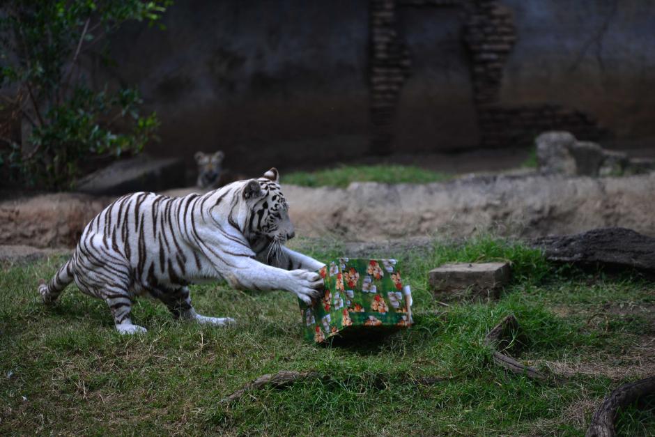 El zool&oacute;gico cumple 90 a&ntilde;os y lo celebra dando regalos a los mam&iacute;feros que tiene en el recinto. (Foto: Jes&uacute;s Alfonso/Soy502)
