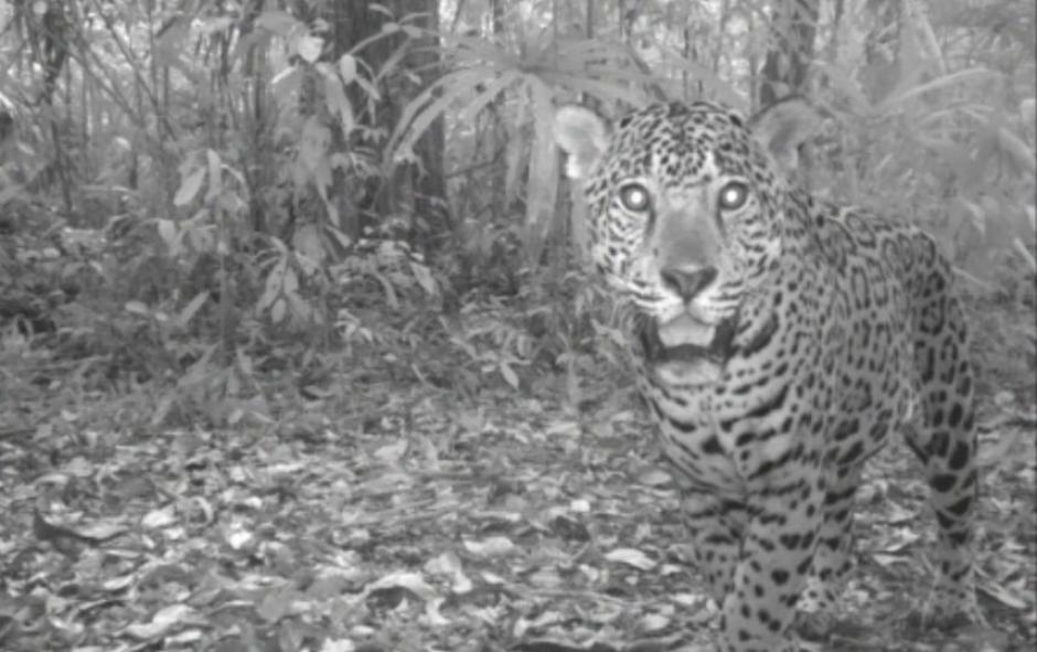 En total, fueron más de 35 mil las imágenes analizadas por los expertos para determinar la población aproximada de jaguares en la Reserva de la Biosfera Maya. (Foto: Conap)
