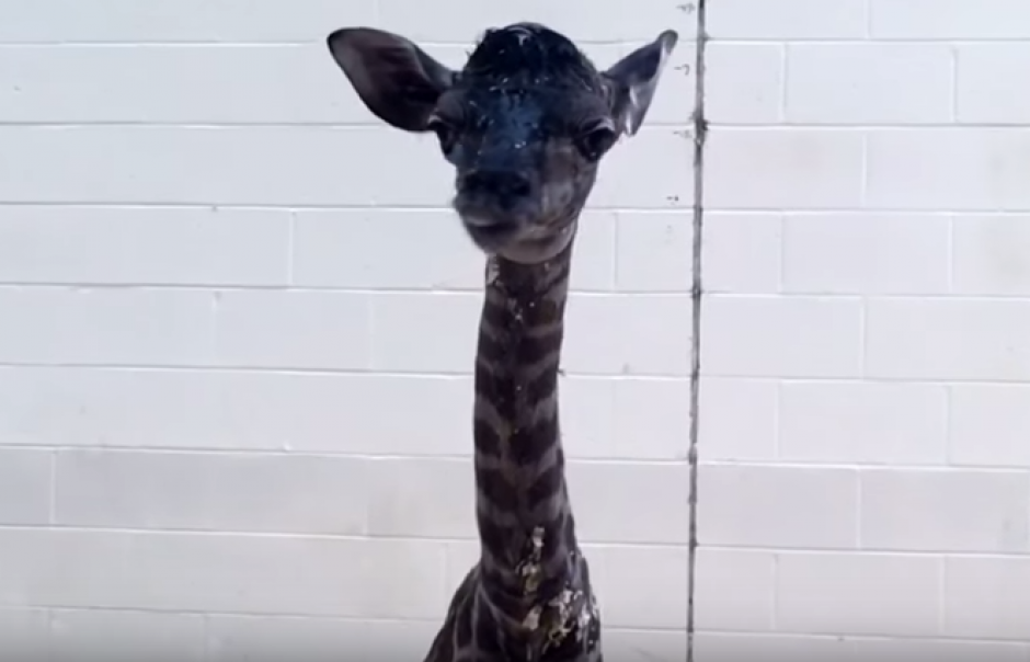 Graban los primeros pasos de una jirafa reci&eacute;n nacida en un zool&oacute;gica. (Foto: Captura de YouTube)
