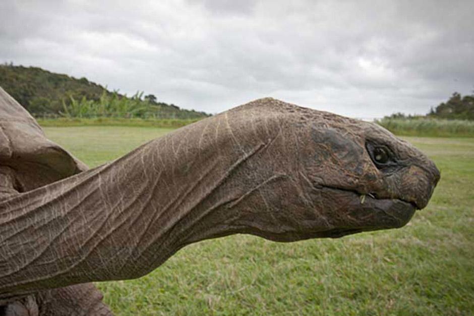 Jonathan, una tortuga de 182 a&ntilde;os de edad se dej&oacute; fotografiar 112 a&ntilde;os despu&eacute;s de su primera sesi&oacute;n de fotos (Foto: UPSOCL)