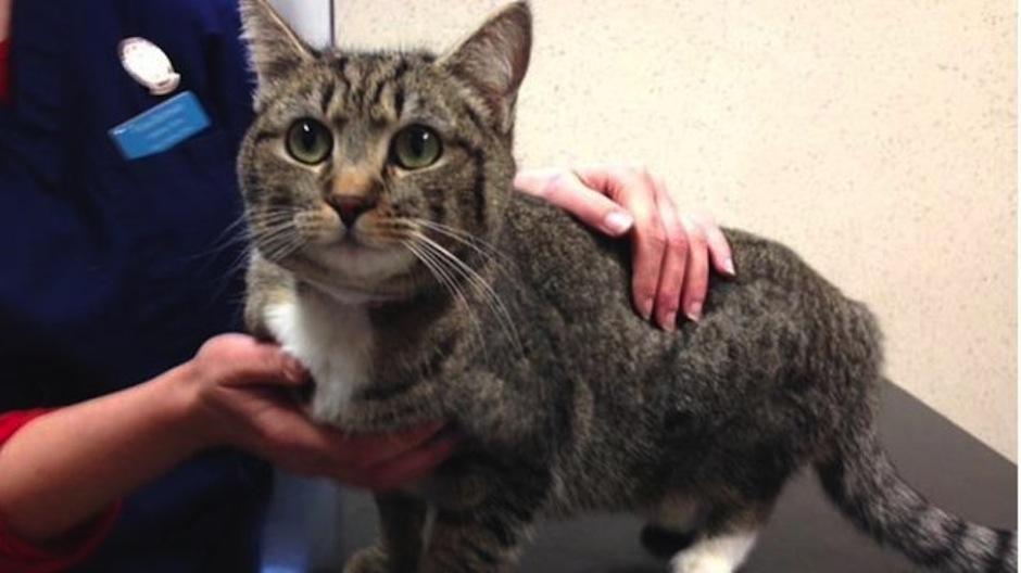 Juanita es una gran aventurera, esperemos que pronto se encuentre con sus due&ntilde;os. (Foto: El Mundo)&nbsp;