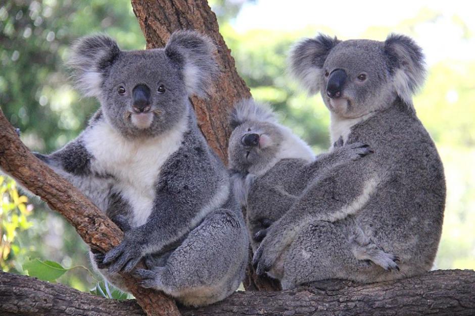 La ternura de un enamorado koala contrasta con sus t&eacute;cnicas de enamoramiento. (Foto: Facebook/Taronga Zoo)