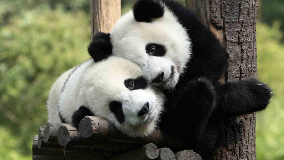 El concurso consiste en nombrar a dos osos panda de Chengdu, China. (Foto: Youtube)