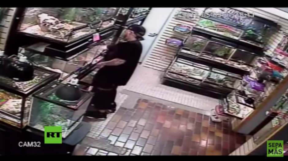 El ladr&oacute;n ingresa a la tienda y mete la mano dentro del lugar donde est&aacute; la pit&oacute;n. (Foto: Youtube)