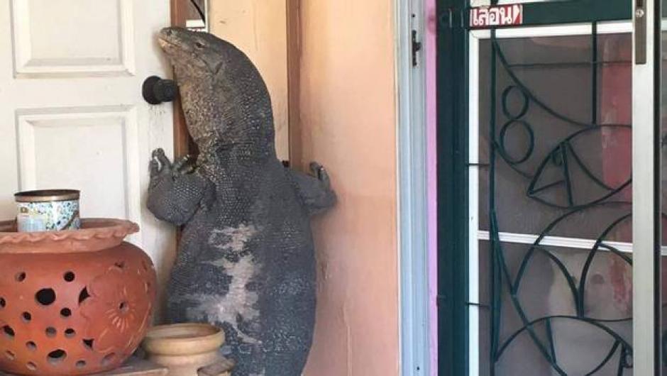 Un lagarto gigante intenta abir la puerta para ingresar a una casa en Tailandia. (Foto: Captura de Facebook)