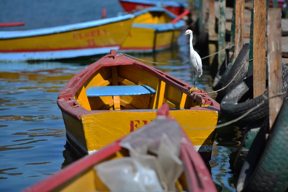 El científico que limpiará el Lago de Amatitlán ha tenido problemas con el Ministerio de Salud de su país; además ya ofreció un producto similar para combatir el derrame de petróleo del Golfo de México. (Foto: Wilder López/Soy502)