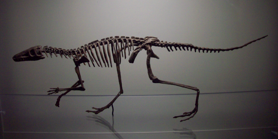 Un especimen conocido como Lagosuchus Talampayensis, un pariente cercano del dinosaurio morfo reci&eacute;n descubierto. (Foto: Wikipedia)
