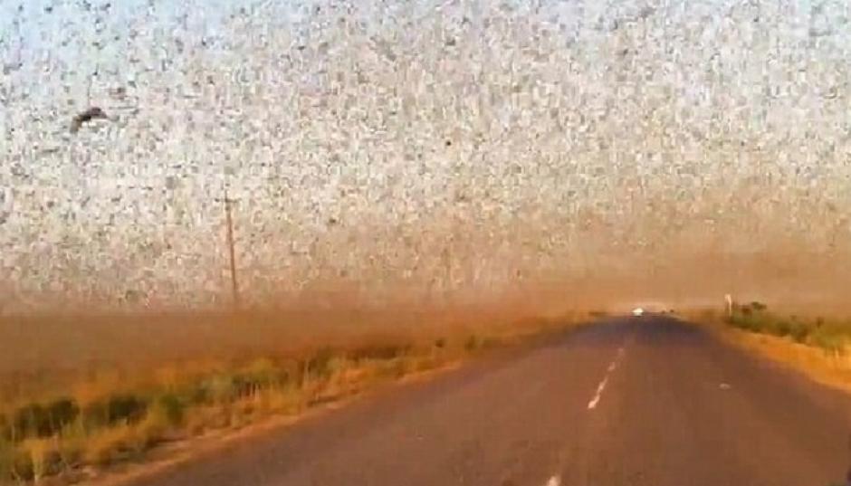 Declaran emergencia en el sur de Rusia por invasi&oacute;n de langostas o saltamontes. (Foto: www.extranotix.com)