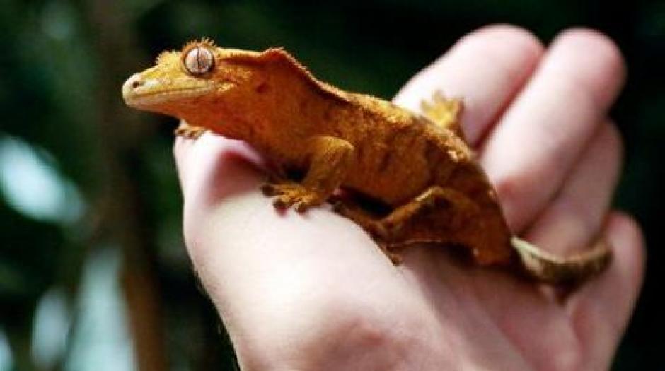 La nueva especie, denominada Potamiteserythrocularis, fue ubicada en la parte alta del Parque Nacional, en los bosques del valle de Kos&ntilde;ipata, regi&oacute;n Cusco, entre 1.000 a 2.000 metros de altura. (Foto: AFP)