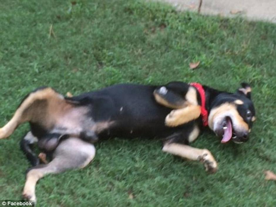 L&aacute;zaro, el perro indestructible, sobrevivi&oacute; un accidente y a la inyecci&oacute;n letal. &nbsp; (Foto: Daily Mail)