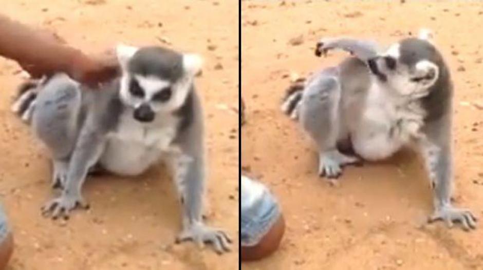 A este l&eacute;mur le molesta cuando los ni&ntilde;os dejan de rascarle la espalda. (Foto: El Comercio)