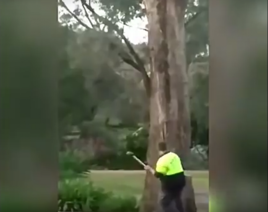 Un hombre utiliz&oacute; un hacha para dar el toque final al &aacute;rbol previo a ser derribado. (Imagen: captura de YouTube)