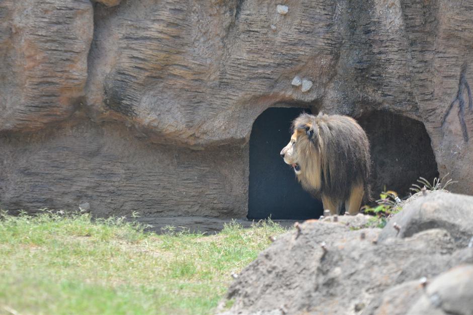 El l&eacute;on fue rescatado y curado por las autoridades del zool&oacute;gico. (Foto: Wilder L&oacute;pez/Soy502)