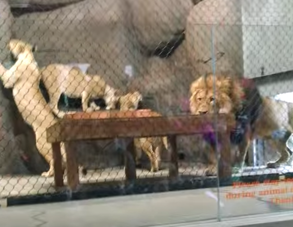 El le&oacute;n Zawadi ingresa a un peque&ntilde;o cuarto. (Captura de pantalla: Brandon Geer/YouTube)