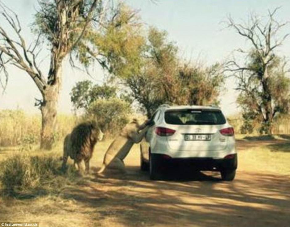 La editora de efectos especiales de "Game of Thrones" fue atacada por una leona en un safari de Sudáfrica al no respetar las normas, pues llevaba abajo la ventanilla de su vehículo.&nbsp;