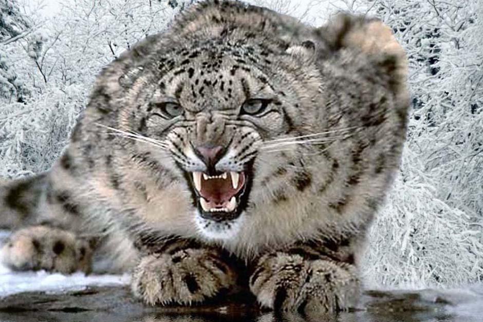 El leopardo de las nieves o "panthera uncia" es una especie protegida por considerarse en peligro de extinci&oacute;n. (Foto:&nbsp;elojodelbuitre.blogspot.com)