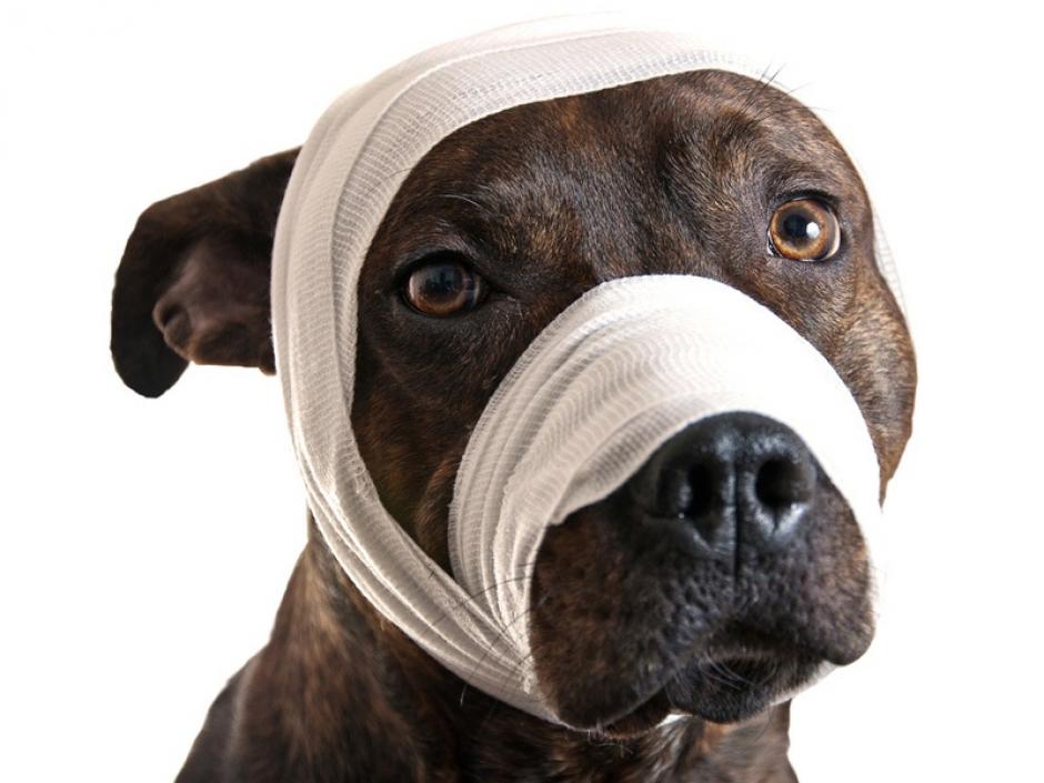 Los casos de crueldad animal se multiplican cada d&iacute;a.&nbsp;