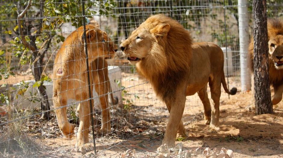El recinto en el que se encuentran los felinos es un paraje natural. (Foto: AP)