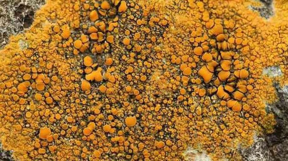 El pigmento llamado parietina, puede convertirse en una nueva fuente para dise&ntilde;ar f&aacute;rmacos contra el c&aacute;ncer. (Foto: abc.es)