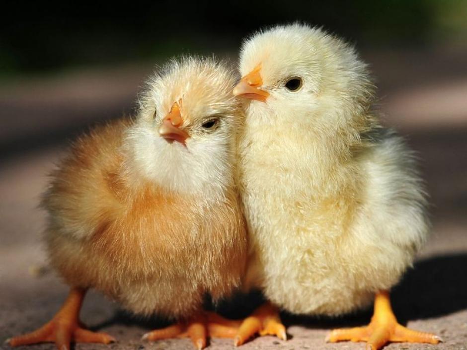 De peque&ntilde;a ten&iacute;a tantas ganas de tener animales que incurr&iacute; en actividades il&iacute;citas para obtenerlos. Una de ellas fue el secuestro de unos pollos. (Foto: Wikipedia).