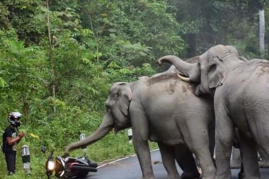 Una manada de elefantes se molesto al escuchar el ruido de una motocicleta. (Foto: YouTube)