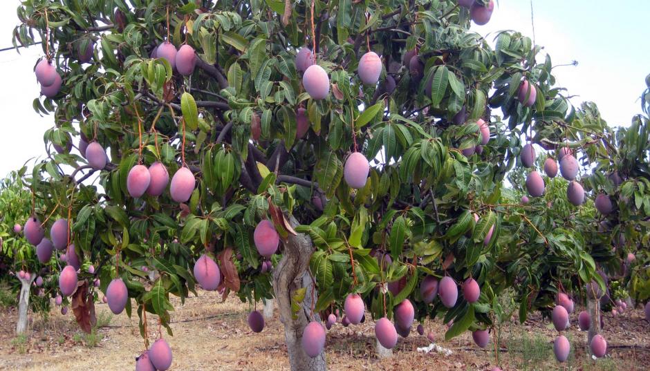 El mercado chileno de mango, abri&oacute; las puertas al fruto cosechado en tierras guatemaltecas. (Foto:&nbsp;interempresas.net)