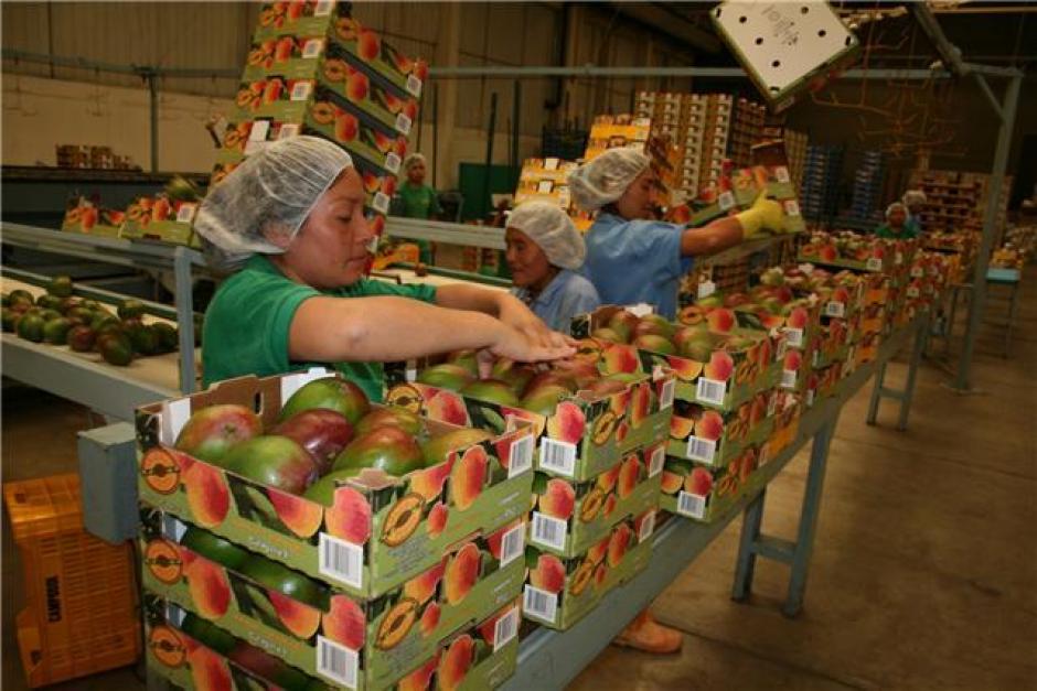 Producción de mango en el país disminuirá un 20 