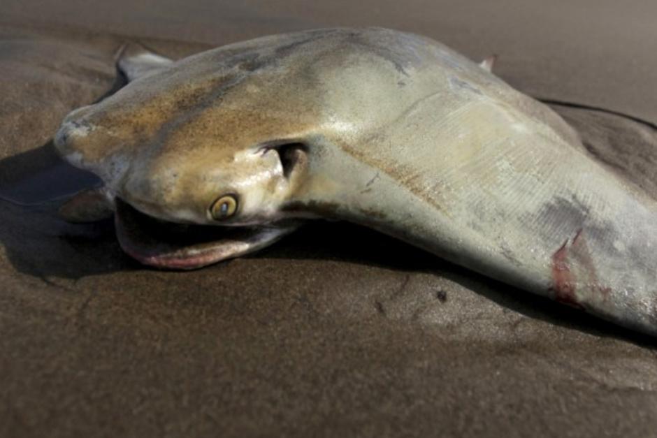 Una c&aacute;mara grab&oacute; a una mantarraya mientras devoraba a un pez en un r&iacute;o. (Foto: YouTube)