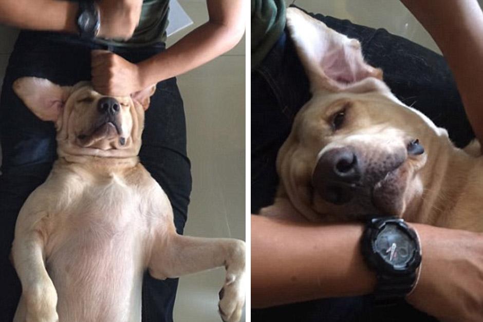 El perro que disfrut&oacute; un masaje se volvi&oacute; famoso en redes sociales. (Foto: dailymail.co.uk)