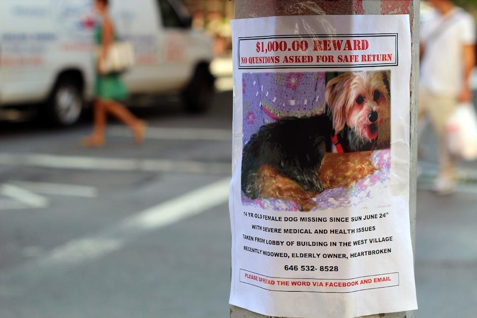 Perder a tu fiel compa&ntilde;ero de vida puede ser muy dif&iacute;cil, con estos sencillos consejos puedes evitarlo. (Foto: burrohall.blogspot.com)&nbsp;