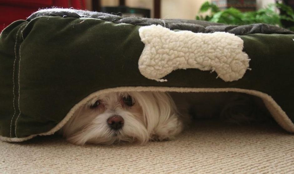 Estos consejos pueden ayudar a que tu perro o gato reduzca su ansiedad ante la pirotecnia. (Foto: D&iacute;a a D&iacute;a)