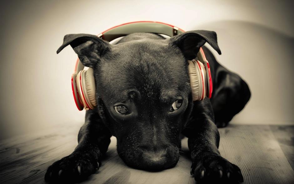 No sometas a tu mascota a situaciones de estr&eacute;s, el ruido causado por los juegos pirot&eacute;cnicos pueden, incluso provocar la muerte en perros y gatos. (Foto: ibichosenlaonda)&nbsp;