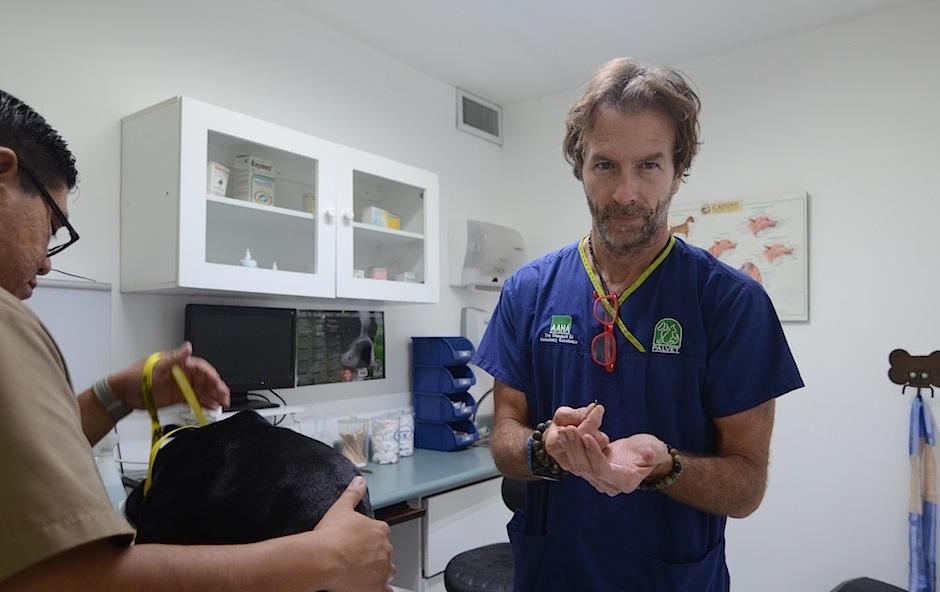 Si piensas viajar al extranjero con tu perrito necesitas esto. (Foto: Selene Mej&iacute;a/Soy502) 